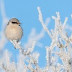 Great grey shrike