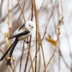 Long-tailed tit in Estonia