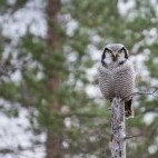 Northern hawk owl