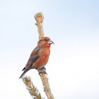 Parrot crossbill
