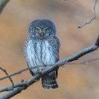 Pygmy owl in Estonia