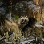 Racoon dog in Estonia.