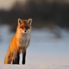Red fox in Estonia