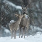Roe deer in Estonia