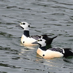 Steller's eider.