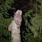 Ural owl in Estonia.
