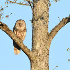 Ural owl.