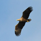 White-tailed eagle.