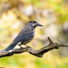Eurasian nutcracker