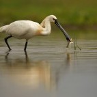 Eurasian spoonbill