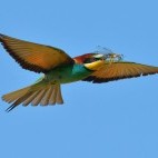 European bee-eater