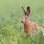 European brown hare