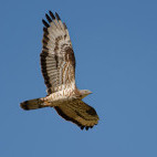 European honey buzzard