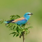 European roller