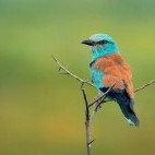 European roller