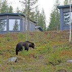 European brown bear outside the Bear Centre Luxury Cabins in Kainuu, Finland.
