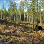 European brown bear from the window at Bear Centre Luxury Cabins in Kainuu, Finland.