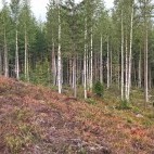 European brown bear from Bear Centre Luxury Cabins in Kainuu, Finland