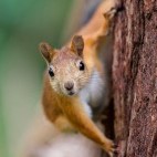 Red squirrel in Finland.