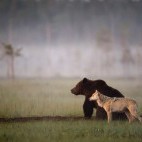 Brown bear and grey wolf in Finland.