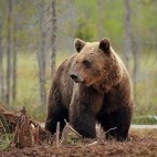 Brown bear in Finland.