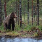 Brown bear in Finland.