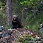 Wolverine in Finland.
