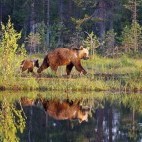 Brown bear in Finland.