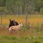 Brown bear & grey wolf in Finland.