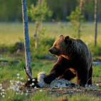 Brown bear in Finland.