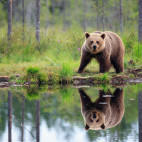 Brown bear in Finland.