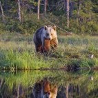Brown bear in Finland.