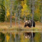 European brown bear in Finland