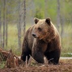European brown bear in Finland.