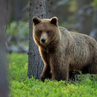 Brown bear in Finland.