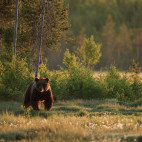 Brown bear in Finland.