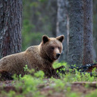 Brown bear in Finland.