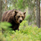 Brown bear in Finland.