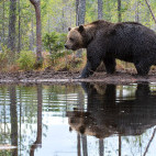 Brown bear in Finland.