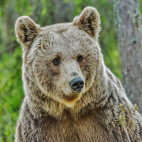 Brown bear in Finland.