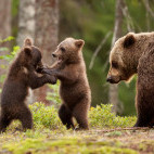European brown bear cubs in Finland