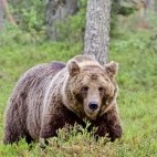 Brown bear in Finland.