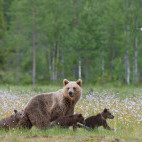 European brown bear family in Finland