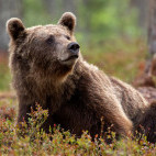 Brown bear in Finland