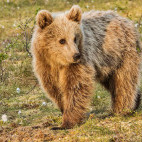 Brown bear in Finland.