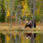 Brown bear in Finland
