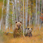 Brown bear in Finland