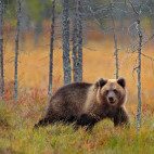 Brown bear in Finland