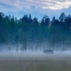 European brown bear in Finland