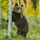 Brown bear in Finland.